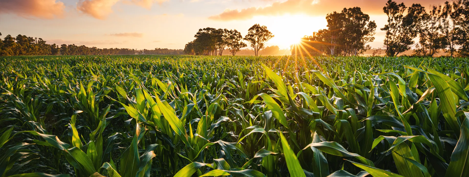 ECO Biobased Renewable Glycols