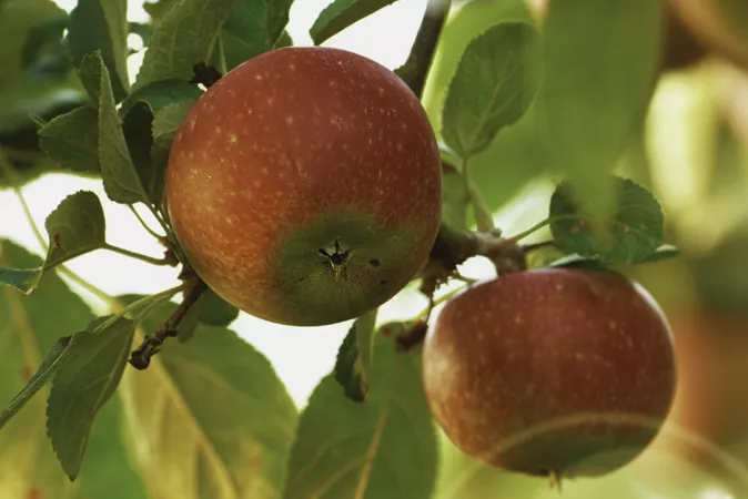 Corrosion is core issue for fruit storage cooling system