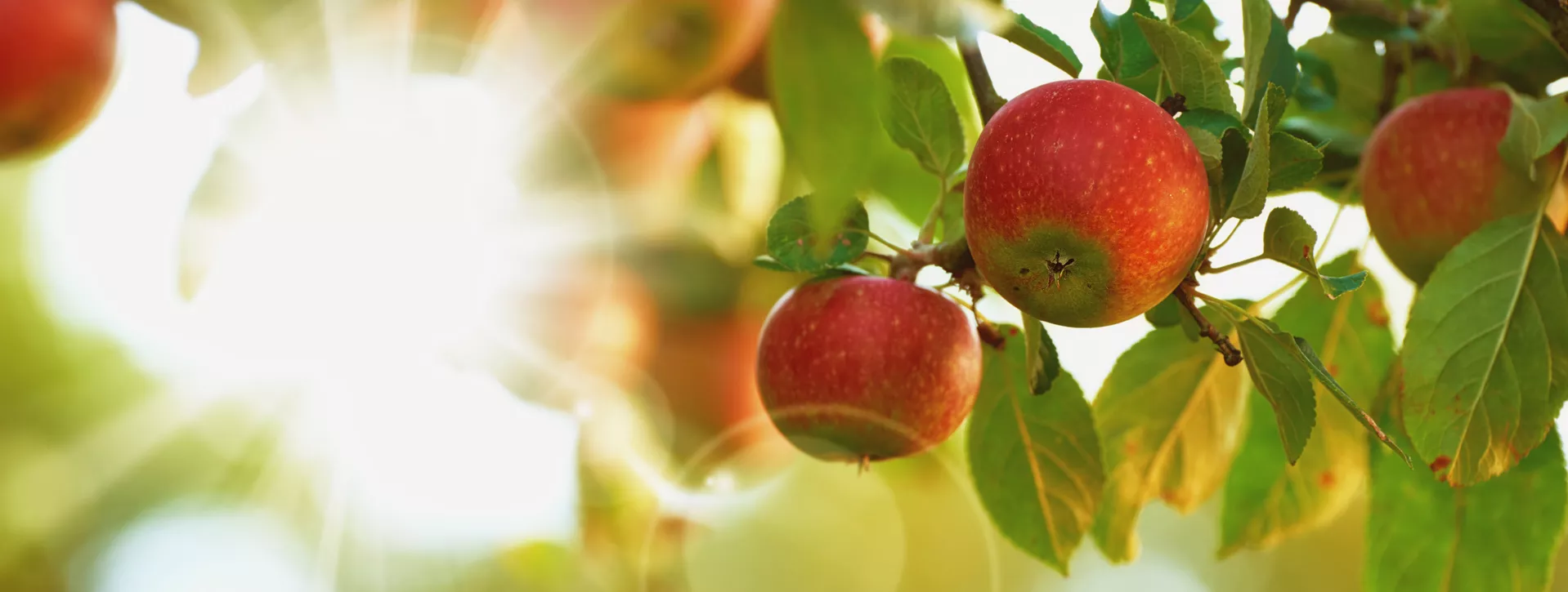 Retrofit provides stable solution for Apple Growers